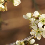 Bienentag