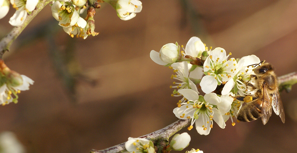 Bienentag