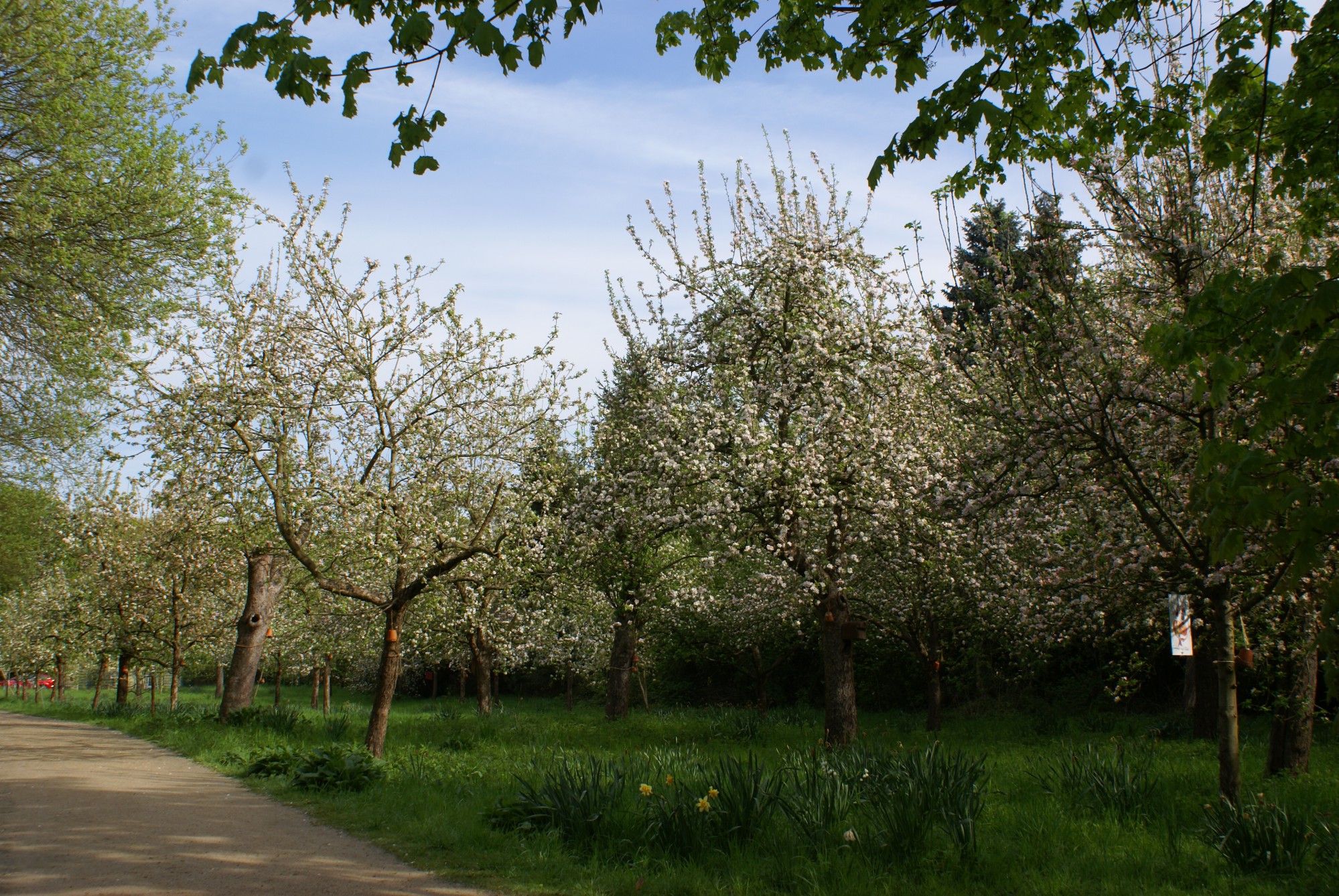 Wie schneide ich meinen Obstbaum richtig?