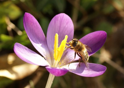 Krokus_Schwebfliege