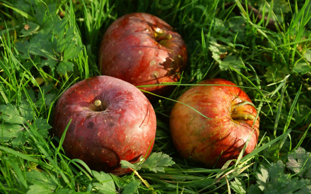 Roter Eiserapfel