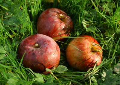 Roter Eiserapfel