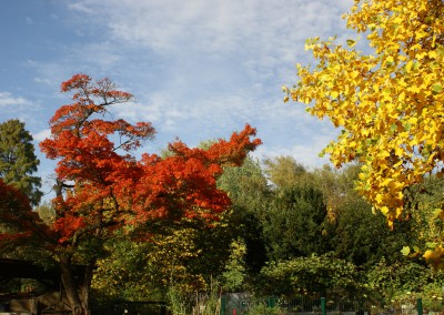 Herbstlaub