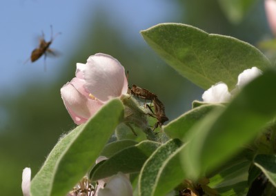 Wanzenfrühling an Quittenblüte