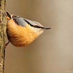 Vogelstimmenführung für erwachsene Einsteiger*innen