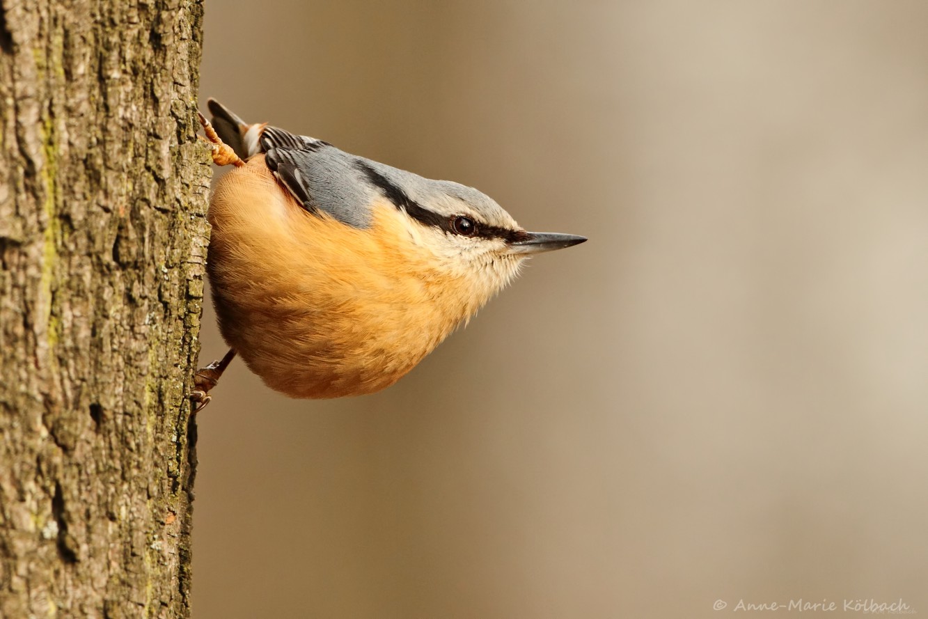 Vogelstimmenführung für erwachsene Einsteiger*innen