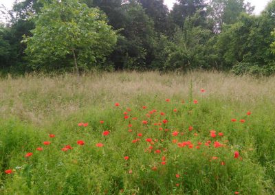 mohn