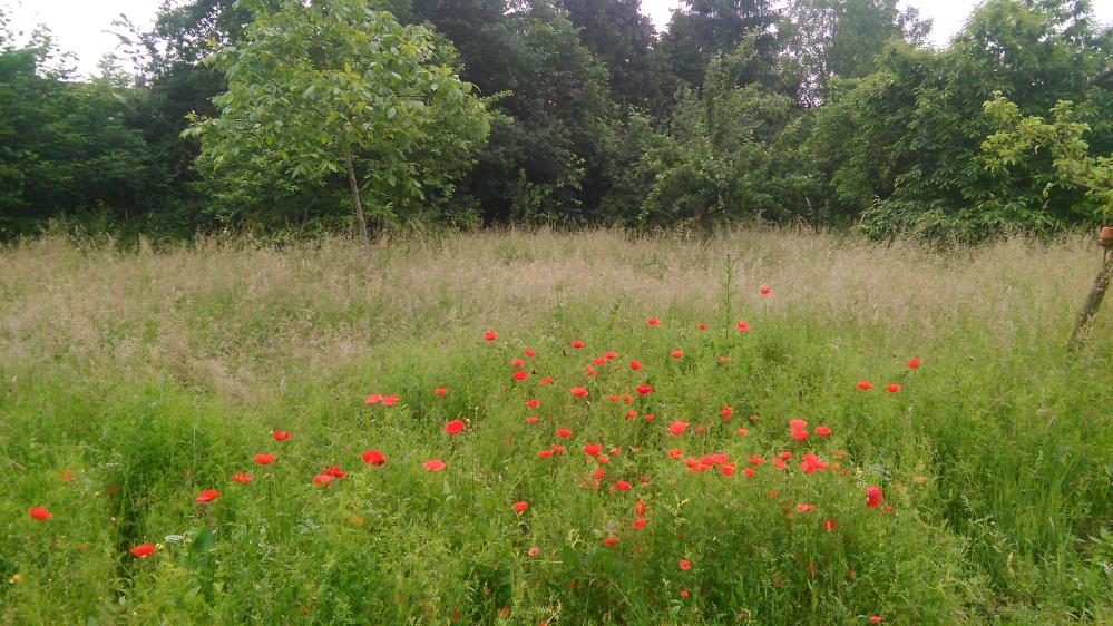 mohn