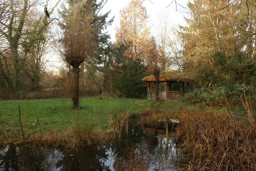 Teich, Herbst (2)