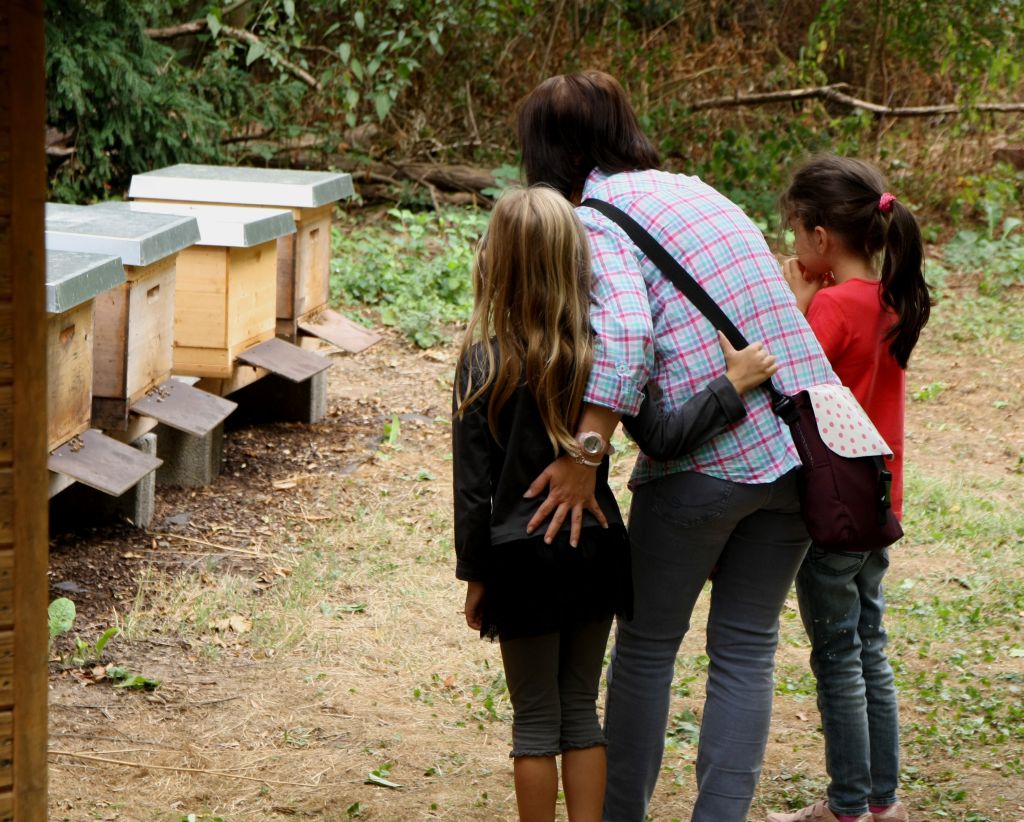 Vorsichtig schauen bei den Bienenstöcken des Imkervereins