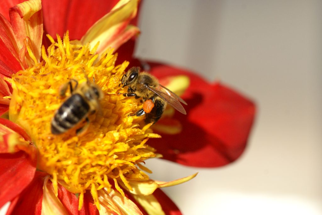 ABGESAGT - Bienentag