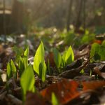 AUSGEBUCHT! Wildkräuter-Werkstatt für Kinder