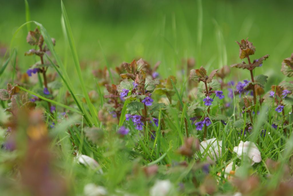 Wildkräuter für Kinder Teil I