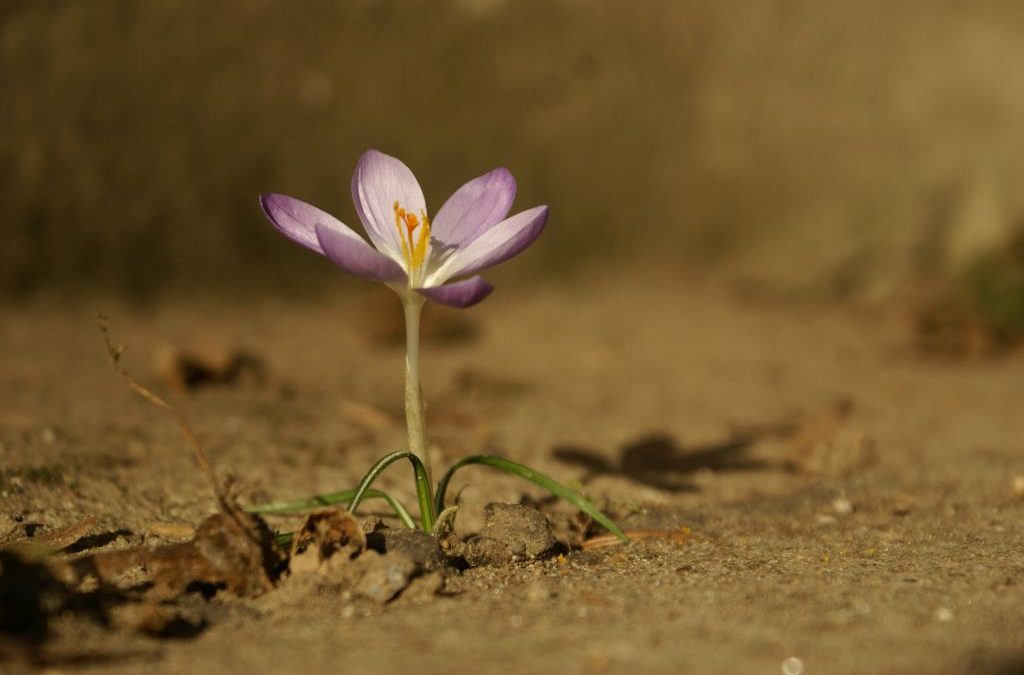 Jetzt schon an den Frühling denken